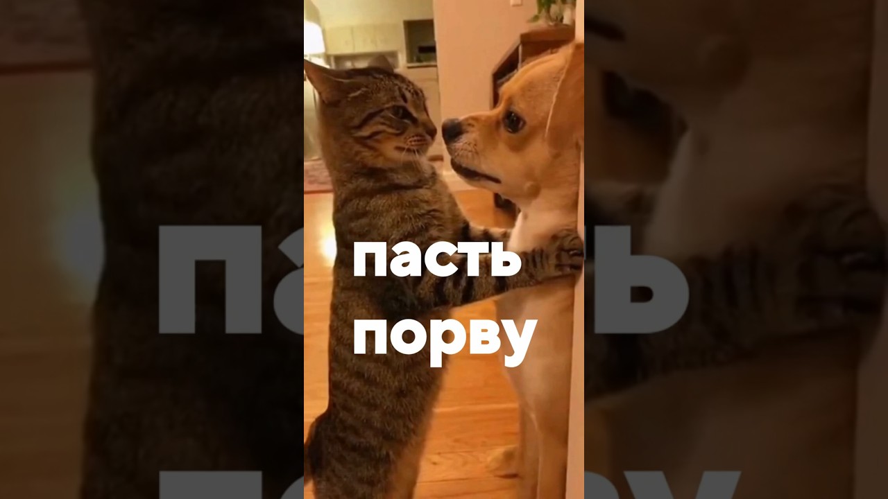 Превью: пасть порву! смотри сюда!